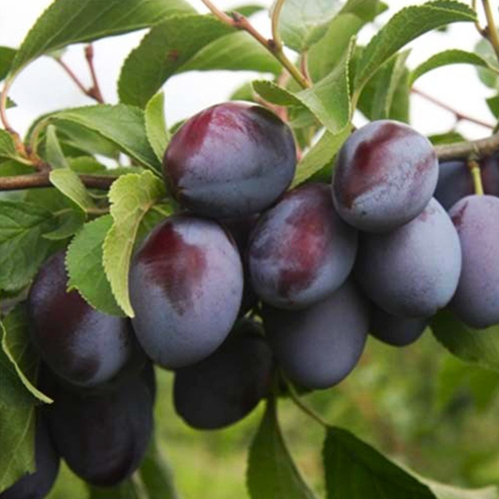 Саженцы сливы Богатырь (привитый) - 2-летний Черновцы - изображение 2