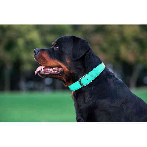 Нашийник для собак шкіряний WAUDOG Glamour з QR паспортом, без прикрас, L, Ш 25 мм, Дов 38-49 с Коломыя