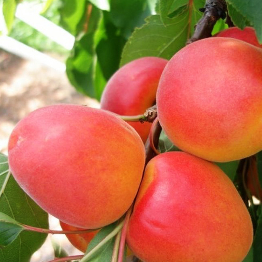 Саджанці абрикоса Фарліс (привитий) - 1-річний Чернівці - фото 1