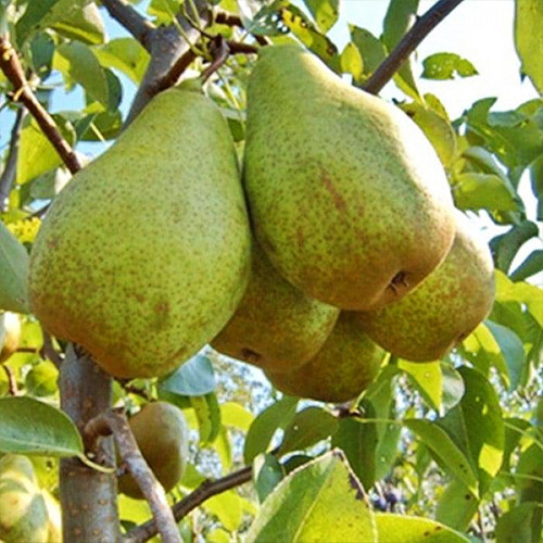 Саженцы груши Бере Киевская (привитая) - 2-летний Черновцы - изображение 1