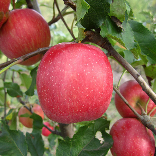 Саджанці яблуні Пінк Леді (привитий) - 2-річний Чернівці - фото 1