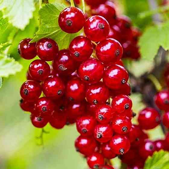 Саженцы смородины Дарница (черенкованный) - 1-летний Черновцы