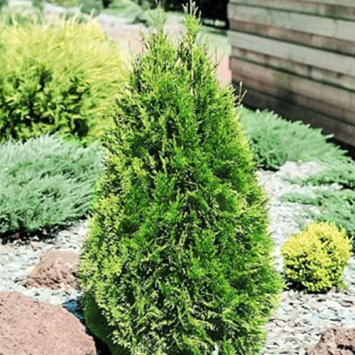 Саженцы туи Конфетная Полоска Черновцы - изображение 1
