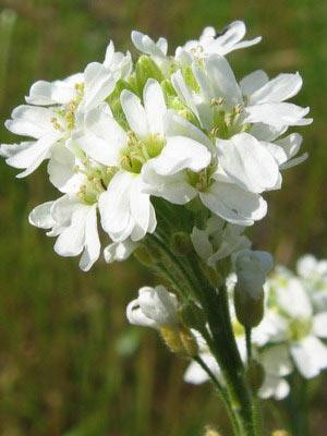 Гикавка сіра (Икотник серый) 100г master sem Киев - изображение 1