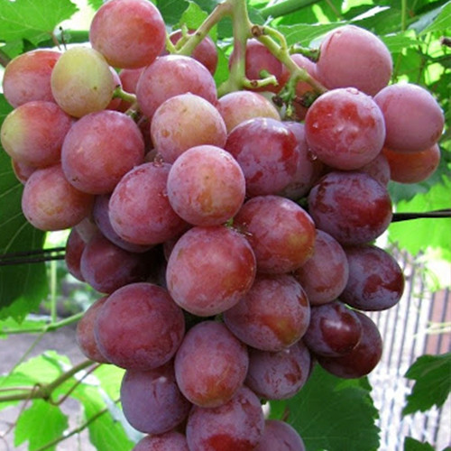 Cаджанці винограду Дашуня (черенкований) - 1-річний Чернівці - фото 1