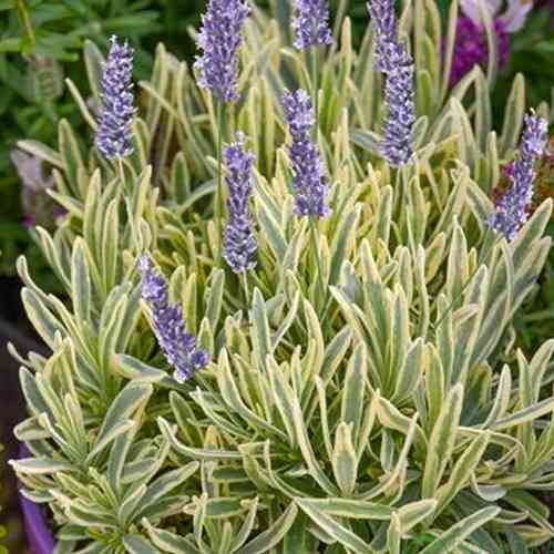 Саженцы лаванды Мерло (черенкованный) - 1-летний Черновцы