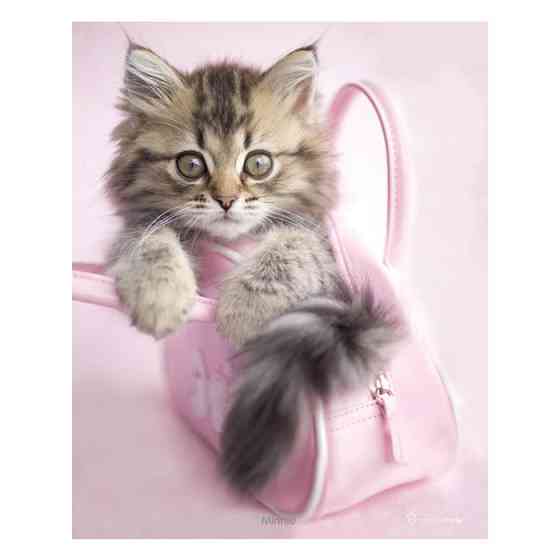 Постер "Rachael Hale - Minnie" 61 x 91,5 см Рівне