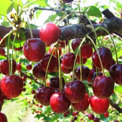 Саженцы вишни Одесская Ранняя (привитый) - 1-летний Черновцы - изображение 1