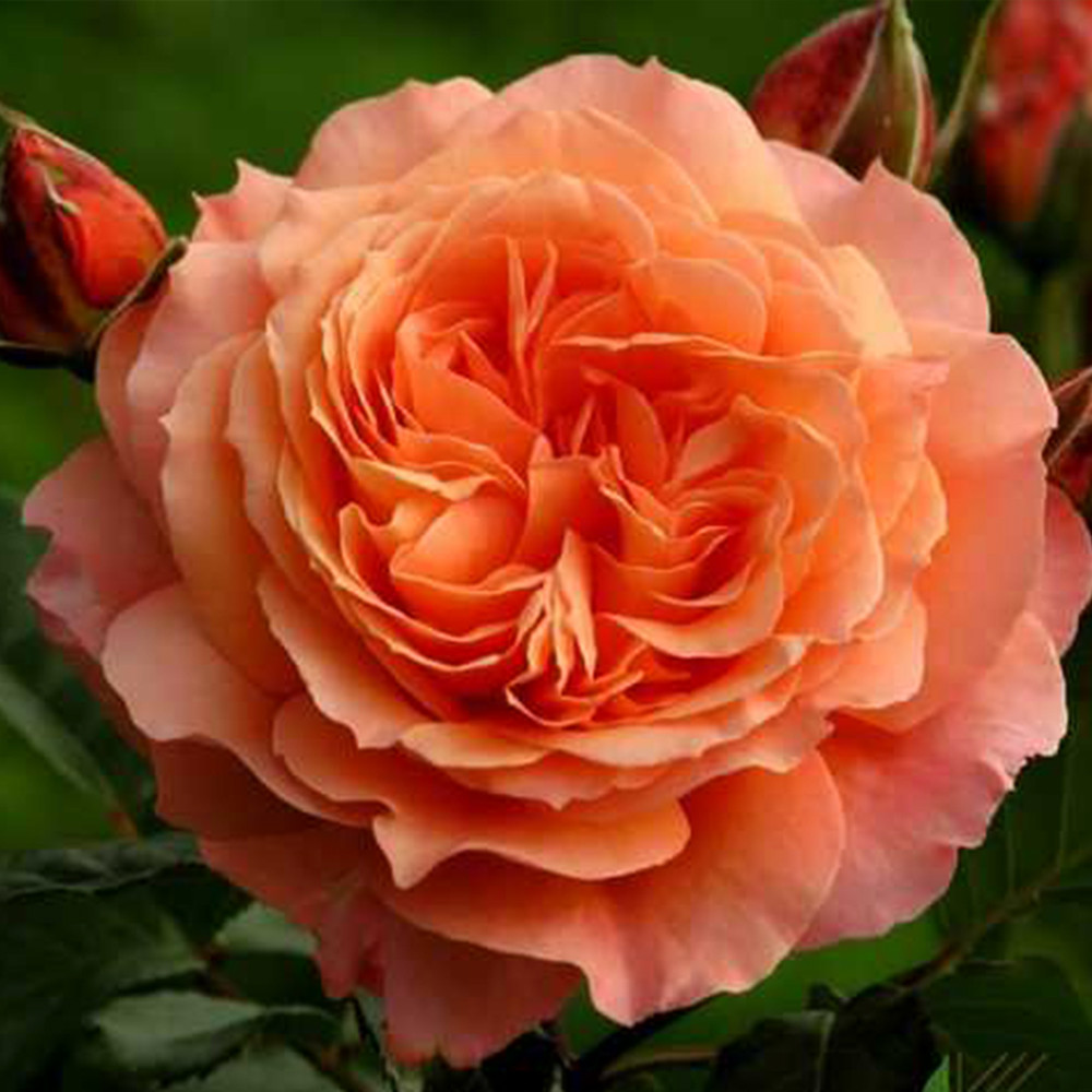 Саджанці англійських піоноподібних троянд Ред Оранж (привитий) Чернівці - фото 2