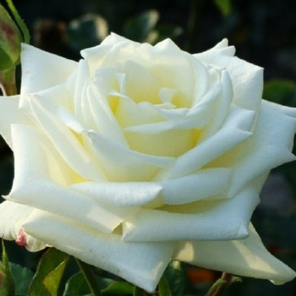 Саджанці чайно-гібридних троянд Боїнг (привитий) Чернівці - фото 1