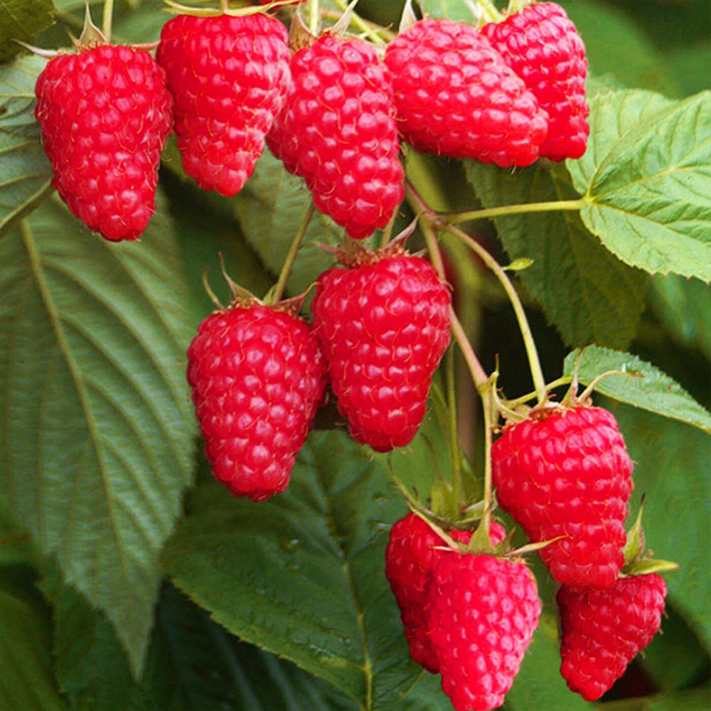 Саджанці малини Полка Чернівці - фото 2