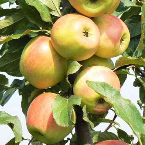 Саженцы яблони Медея (привитый) - 2-летний Черновцы