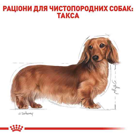 Корм для дорослих собак породи Такса ROYAL CANIN DACHSHUND ADULT 1.5 кг Київ