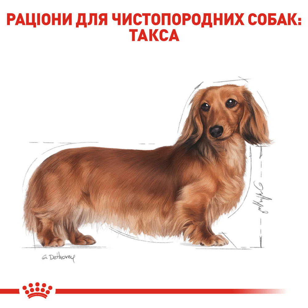 Корм для взрослых собак породы ROYAL CANIN DACHSHUND ADULT 1.5 кг Киев - изображение 3
