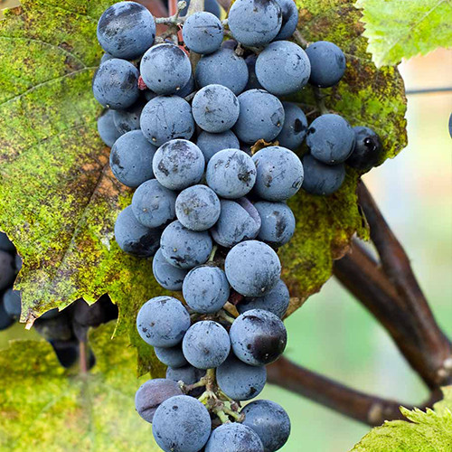 Саженцы винограда Зейбель №1077 (черенкованный) - 2-летний Черновцы - изображение 1