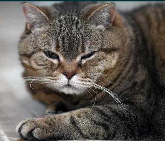 Объектив Canon EF 100mm. F/2.0 USM Киев