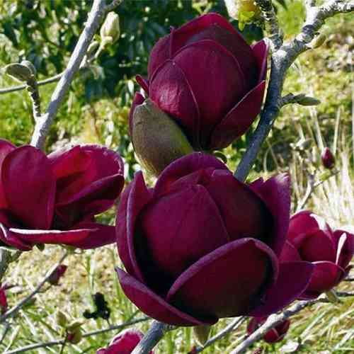 Саженцы магнолии Черный Тюльпан (привитый) - 3-летний Черновцы