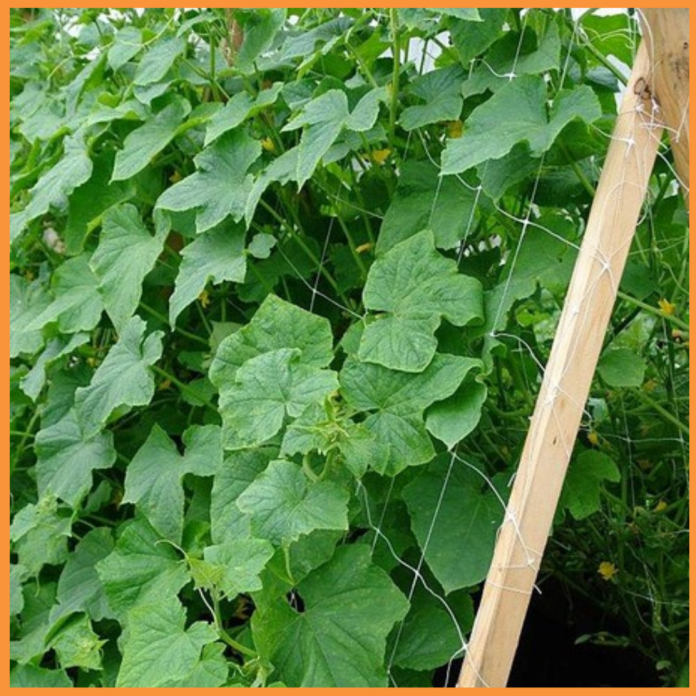 Сітка огіркова 15*18 1.7*500 метрів посилена (біла) SHADOW Дніпро - фото 7