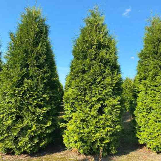 Саженцы западной туи Брабант Черновцы