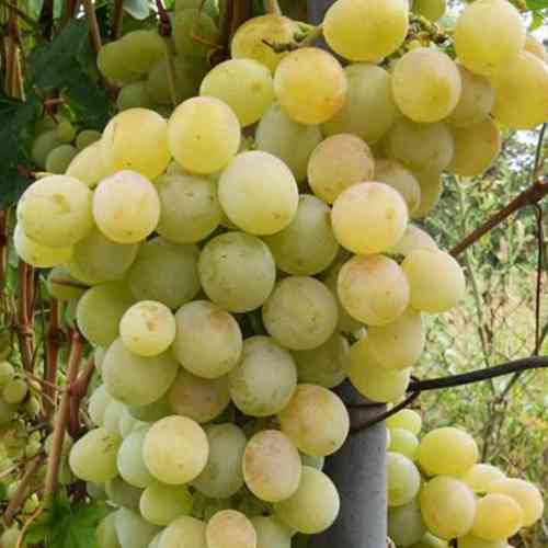 Саженцы винограда Богатяновский (черенкованный) - 2-летний Черновцы