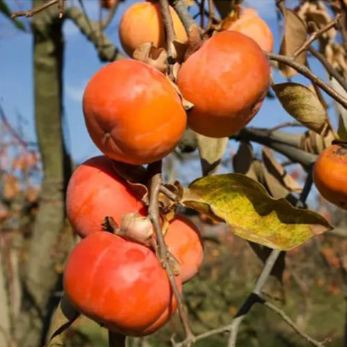 Саженцы хурмы Медобора - 1-летний Черновцы - изображение 1