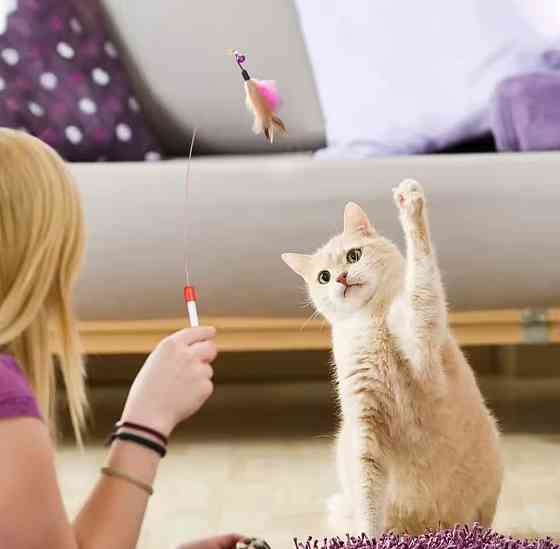 Дразнилка для котов с разными игрушками 11 шт разноцветный Киев