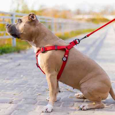 Шлея для собак WAUDOG Waterproof з QR-паспортом XS Ш 15 мм Д 30-39 см червона (27633) Вінниця