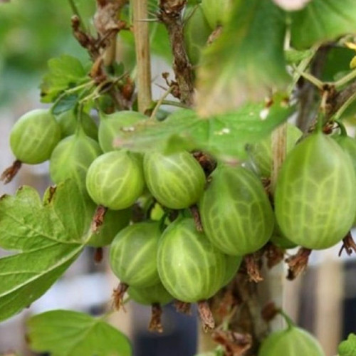 Саджанці агрусу на штамбі Орфей (привитий) - 2-річний Чернівці - фото 2