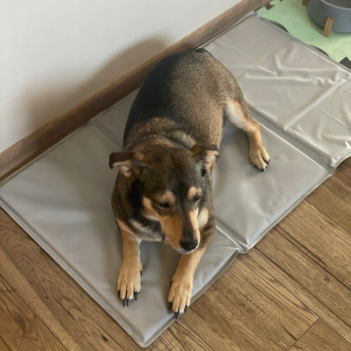 Охлаждающий гелевый коврик для домашних животных 90х50 см Purlov (25531) Grey Нововолынск - изображение 8