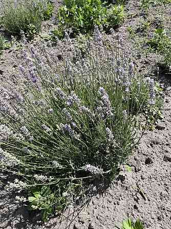 Дворічні саджанці  рожевої лаванди Miss Katherine Ірпінь