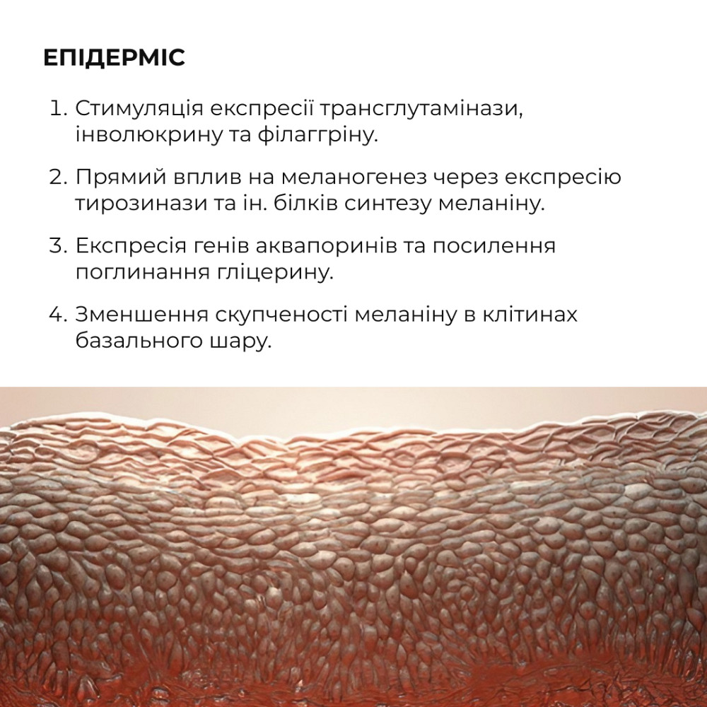 Комплекс ночного обновления кожи лица с ретинолом и пептидами. ReNuAge Nighttime Skin Renewal Complex with Retinol and Peptides Hillary Киев - изображение 7