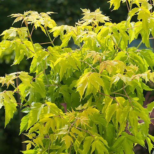 Саженцы клена Ясенелистный (привитый) - 2-летний Черновцы - изображение 1