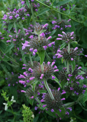 Пахучка обыкновенная, 50г master sem Киев - изображение 1