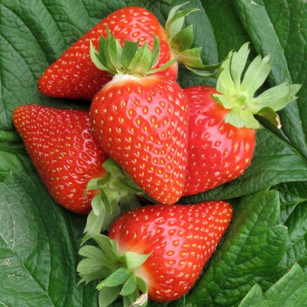 Саджанці полуниці Мурано (10 штук) (ремонтантна) - 1-річний Чернівці - фото 3