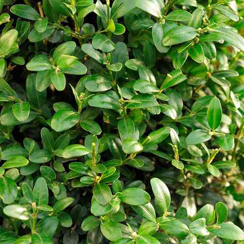 Саженцы самшита Буксус Балеарика (черенкованный) - 1-летний Черновцы