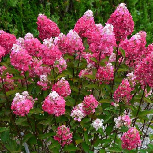 Саджанці гортензії Фрамбозін (черенкований) - 1-річний Чернівці - фото 1