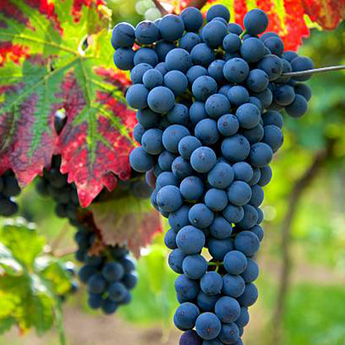 Cаджанці винограду Дорнфельдер (черенкований) - 1-річний Чернівці - фото 1