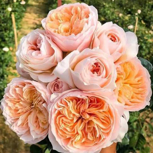 Саджанці троянд Солодка Джульєтта (привитий) - 2-річний Чернівці - фото 1