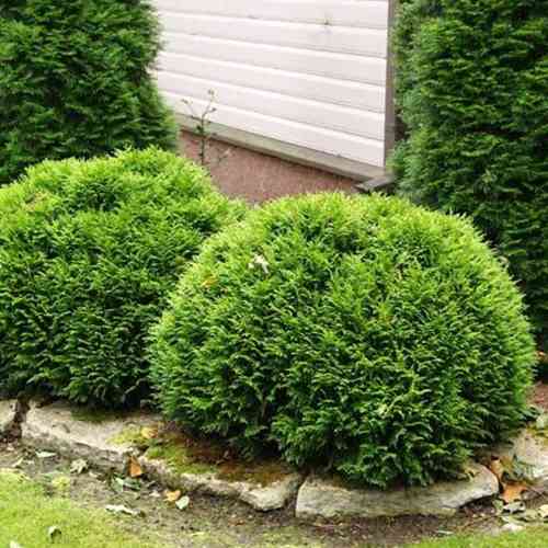 Саджанці туї Рекурва Нана Чернівці