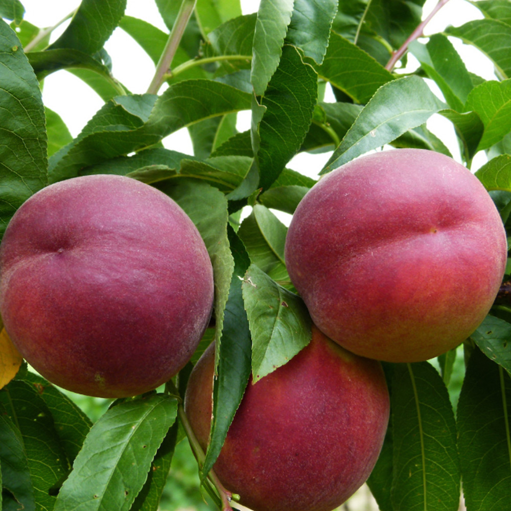 Саженцы персика Роял Глори (привитый) - 2-летний Черновцы - изображение 2