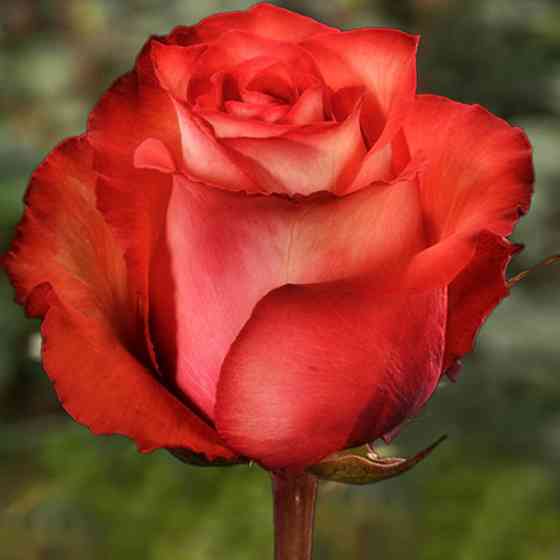 Саджанці чайно-гібридних троянд Ігуана (привитий) Чернівці