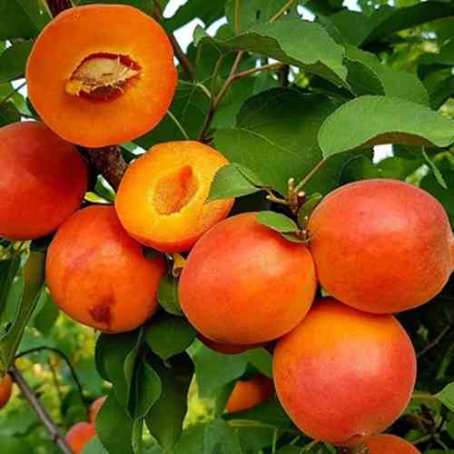 Саженцы абрикоса Харостар (привитый) - 1-летний Черновцы