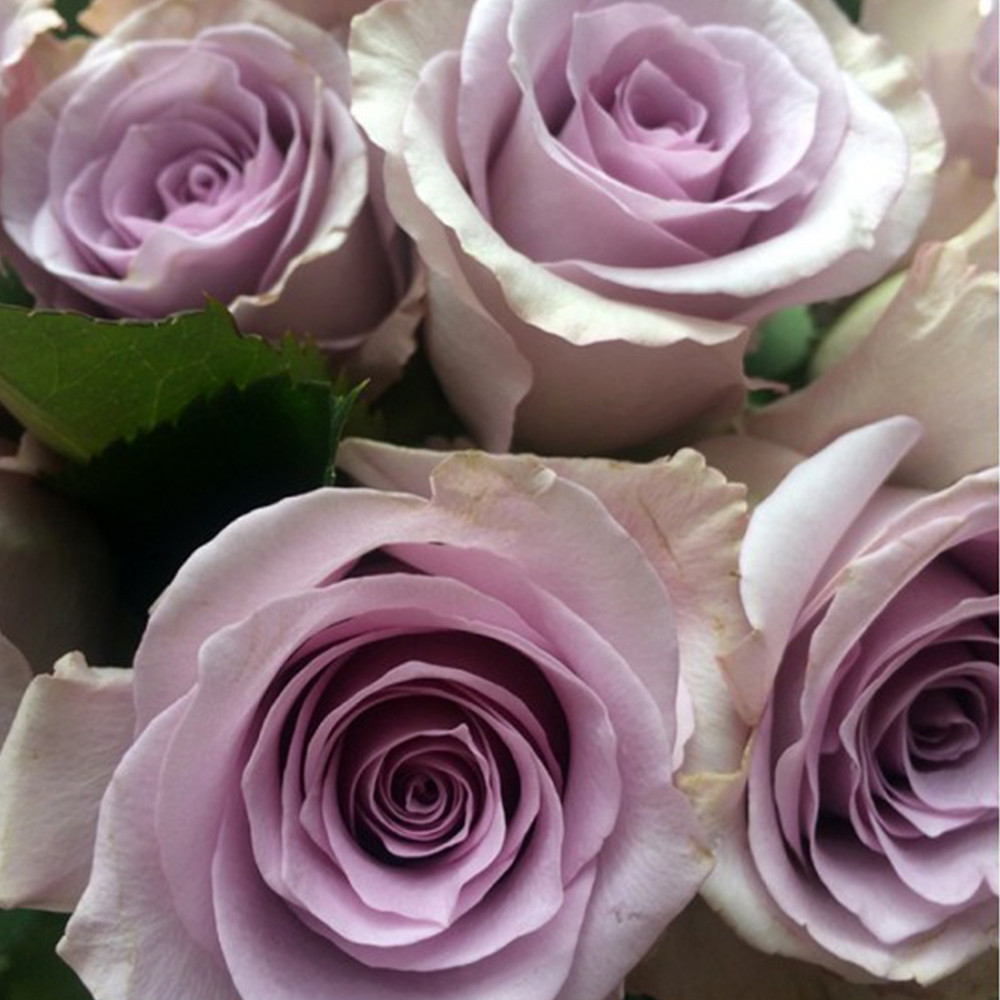 Саджанці троянд на штамбі Оушен Сонг (привитий) Чернівці - фото 3