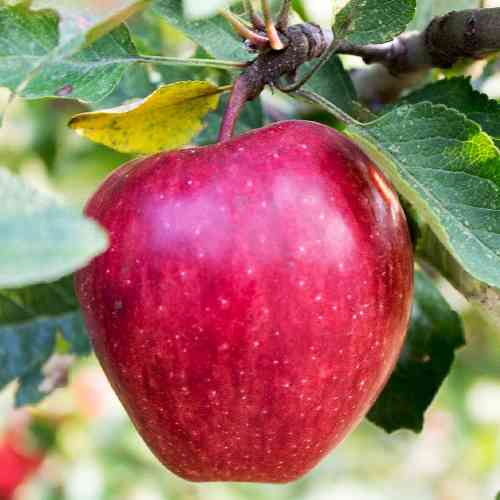 Саженцы яблони Секаи Ши (привитый) - 2-летний Черновцы