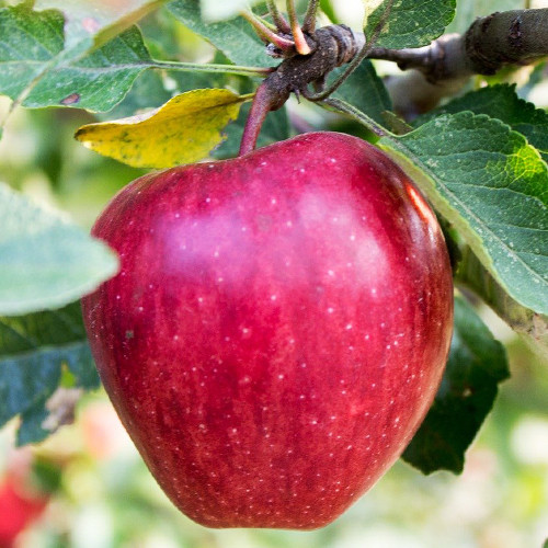 Саженцы яблони Секаи Ши (привитый) - 2-летний Черновцы - изображение 1