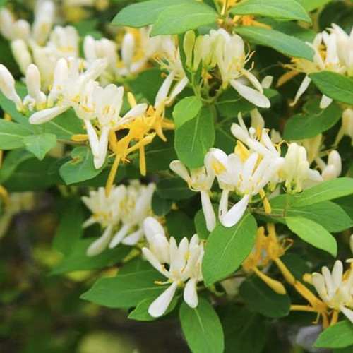 Саджанці жимолості Японська (черенкований) - 3-річний Чернівці - фото 1