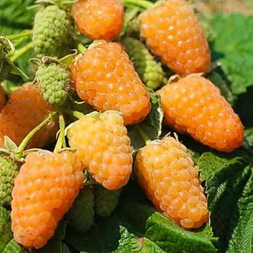 Саджанці малини Жовтий Гігант (черенкований) - 1-річний Чернівці