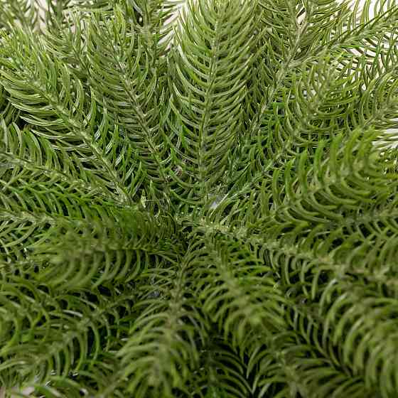 Гірлянда хвойна зелена "Северна зірка" 60*35 см Київ