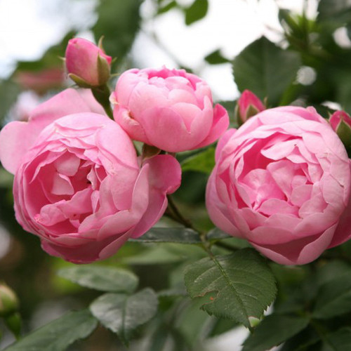 Саджанці троянд Раубріттер (привитий) - 2-річний Чернівці - фото 1