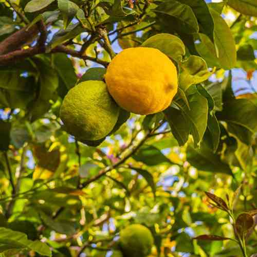 Саженцы лимона Юбилейный (черенкованный) - 1-летний Черновцы